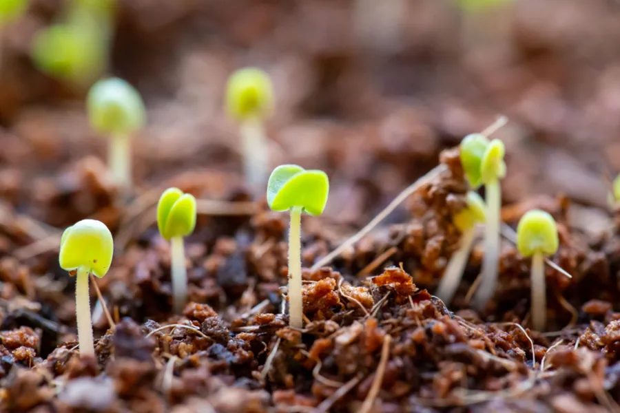 Récolte de légumes du potager dans un panier