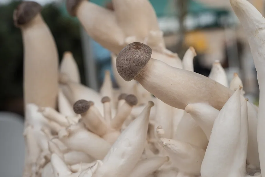 Récolte de champignons frais prêts à la vente