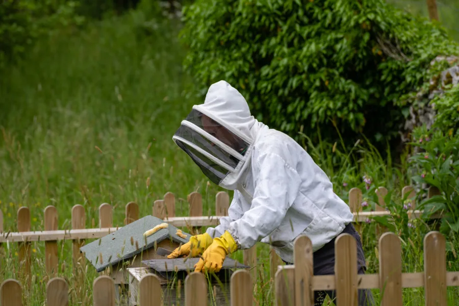 Ruches d'abeilles dans un rucher en pleine nature