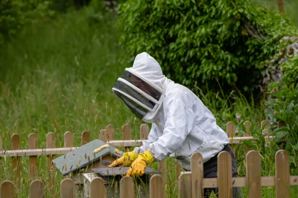 Projet : Apiculture et Vente de Miel en Tunisie 2026