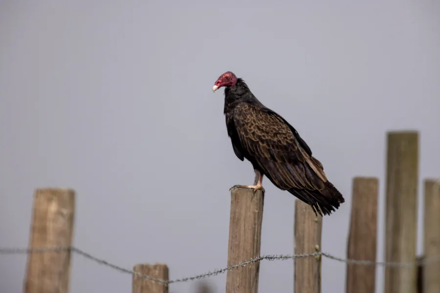Élevage de dindes dans une ferme