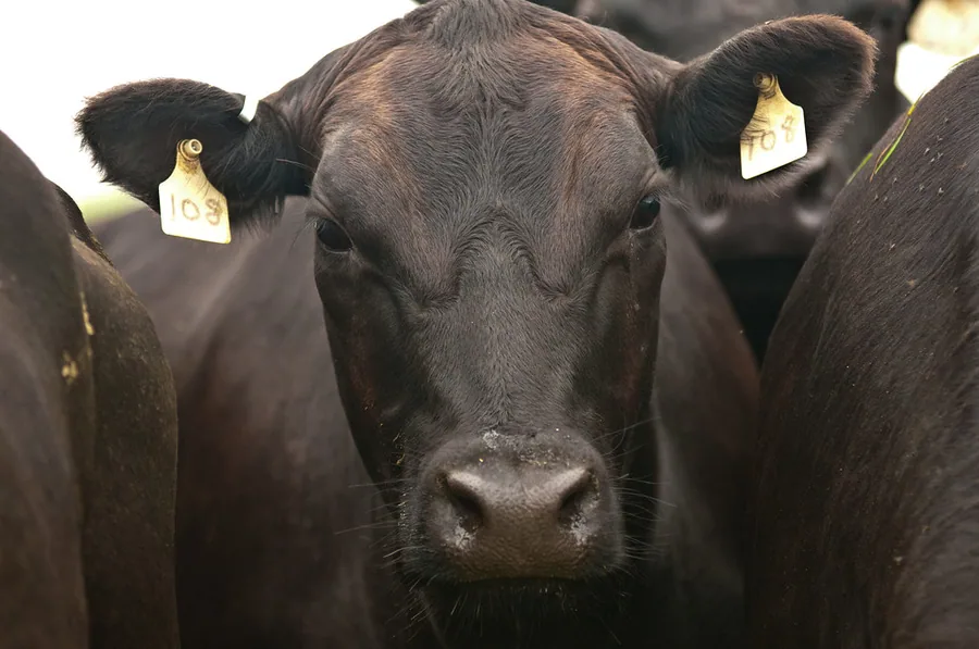 Dinde de ferme en gros plan