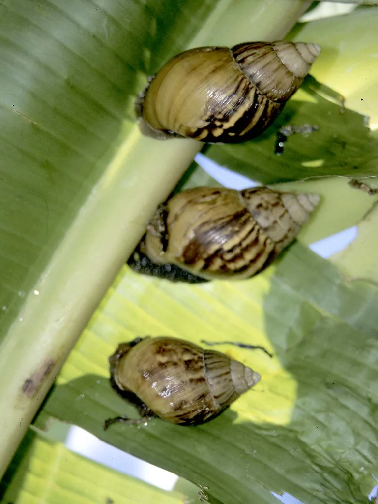 Escargots comestibles dans un élevage