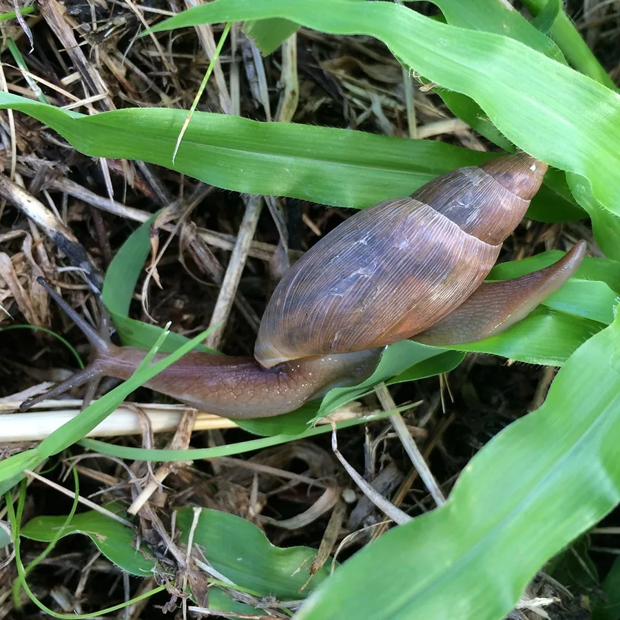 Élevage d'escargots en parc avec filets de protection