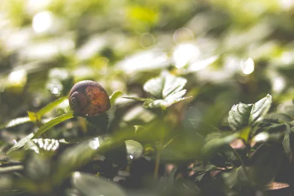 Projet : &Eacute;levage d'Escargots en Tunisie 2026