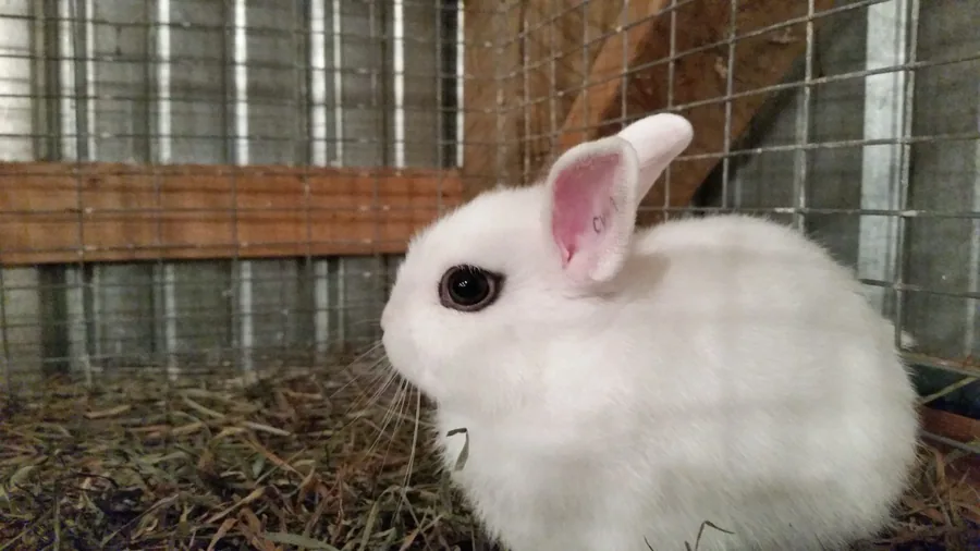 Lapins blancs dans un enclos d'élevage