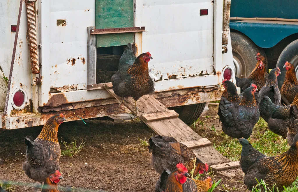 Projet : Élevage de Poules Pondeuses en Tunisie 2026