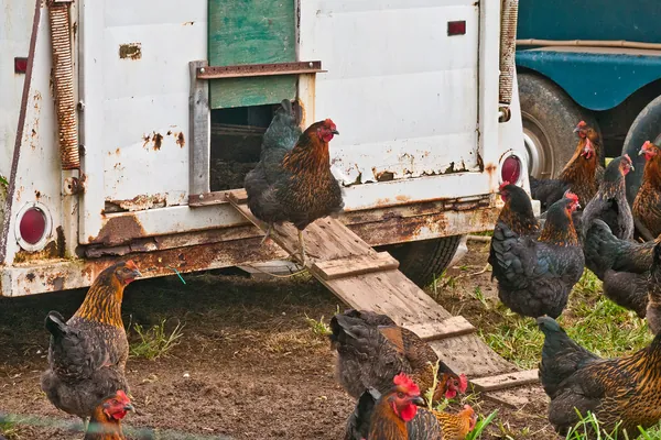 Projet : &Eacute;levage de Poules Pondeuses en Tunisie 2026