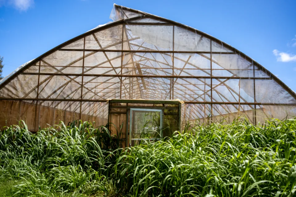 Projet : Pépinière et Vente de Plantes en Tunisie