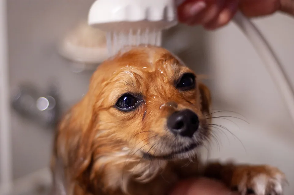 Projet : Salon de Toilettage Animaux en Tunisie 2026