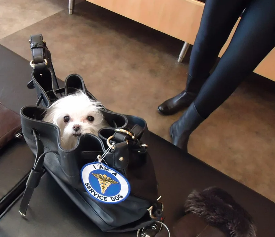 Chien sur une table de toilettage avec tondeuse