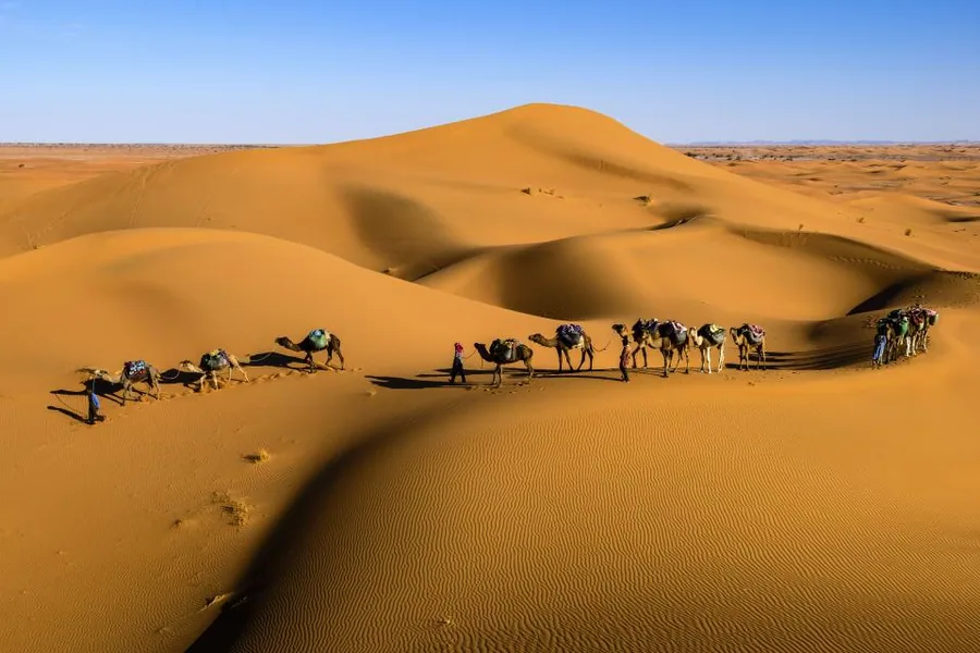 Caravane de dromadaires dans le désert tunisien