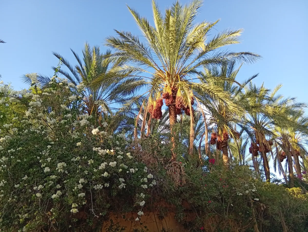 Visiter Tozeur en 2026 : Guide de l'Oasis du Sud