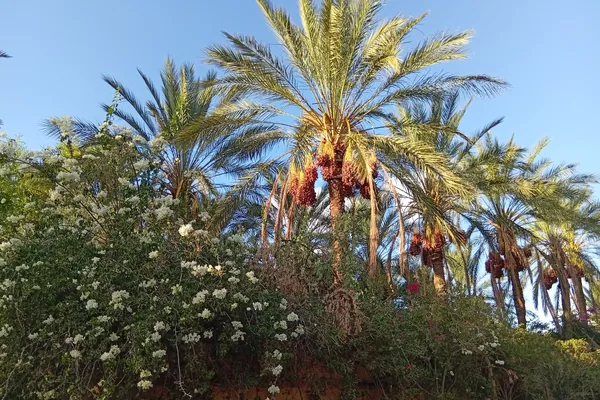 Visiter Tozeur en 2026 : Guide de l'Oasis du Sud