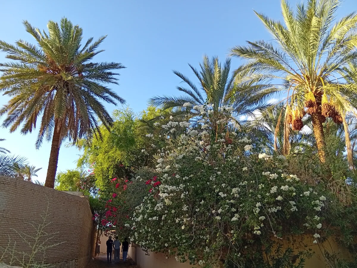 Visiter Tozeur et ses Oasis 2026 : Guide Vacances