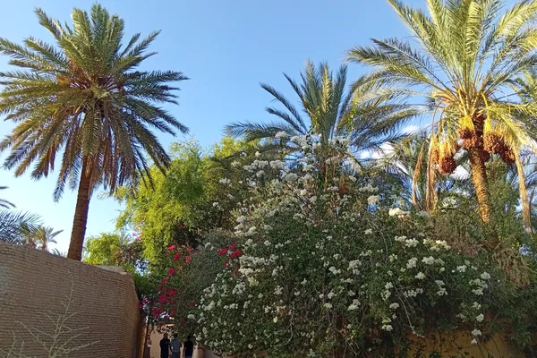 Visiter Tozeur et ses Oasis 2026 : Guide Vacances